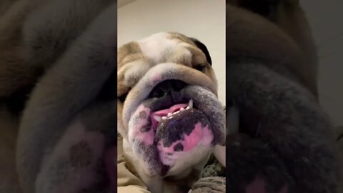 That’s You! 😂 #englishbulldog