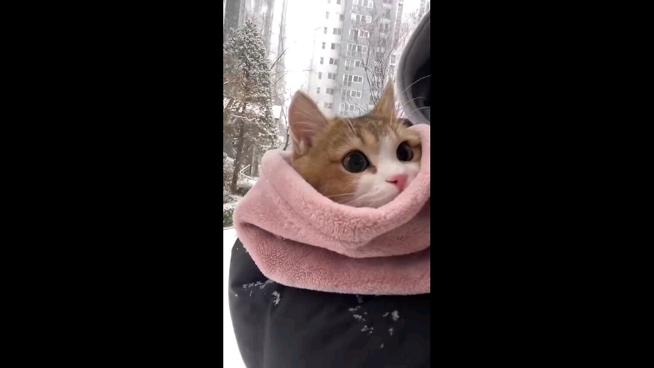 Cat's reaction to snow for the first time..🐈🌨️