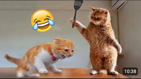 📹 So Cute Cat Funny Video