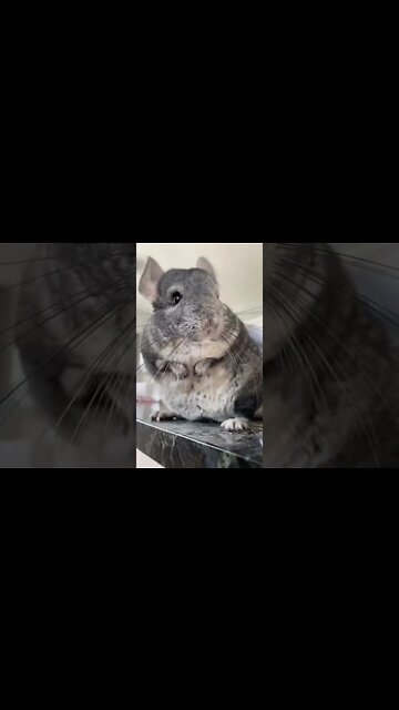 How do Chinchillas Bathe? #shorts