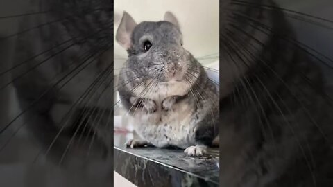 How do Chinchillas Bathe? #shorts