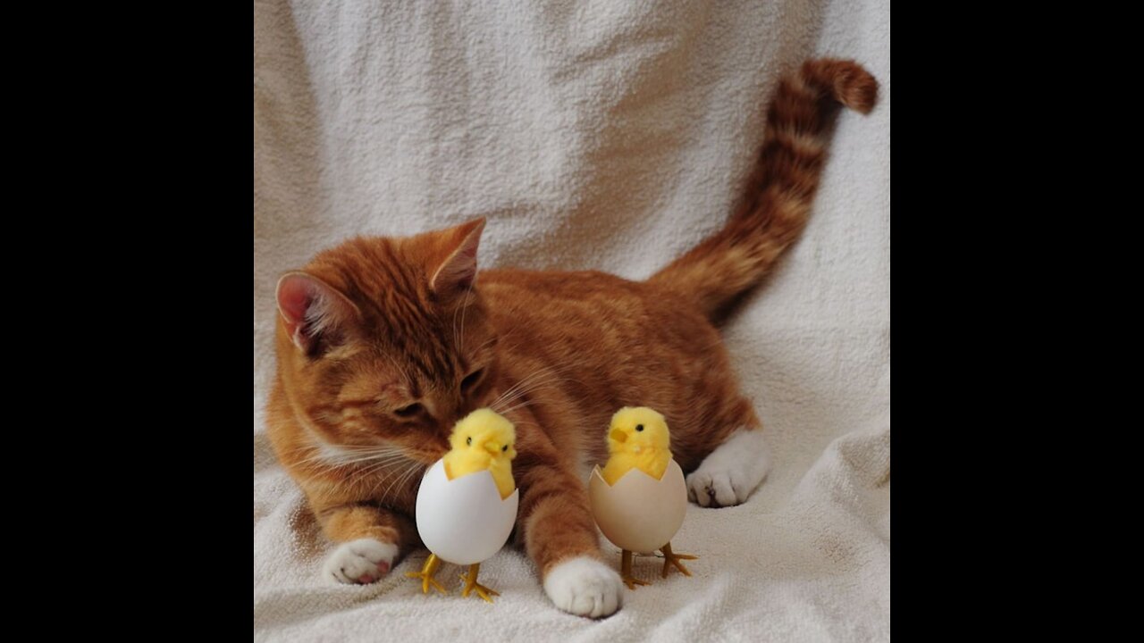 can a cat & birds be friends ??????