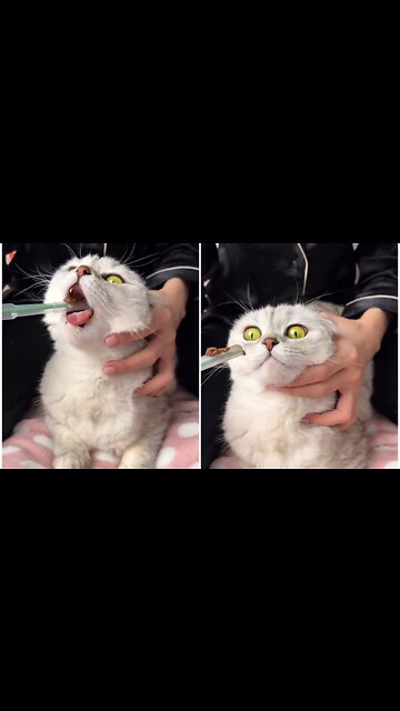 Owner measure the temperature of charming cat and give medicine
