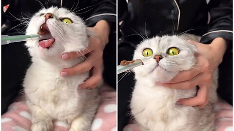 Owner measure the temperature of charming cat and give medicine