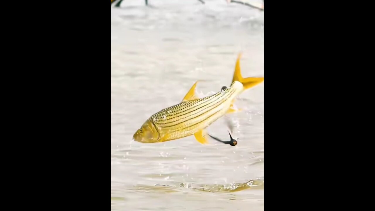 Fish hunting Birds