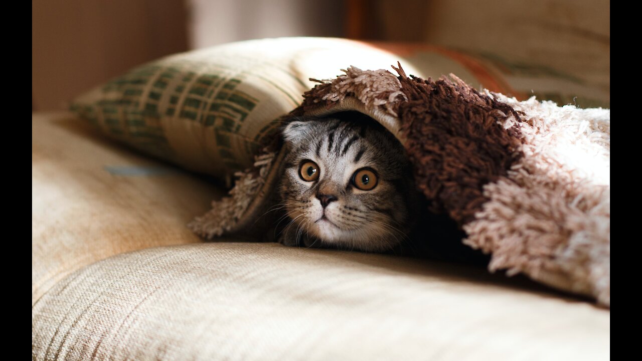 💗Cute And Funny Pets | Cat gets scared of toy soldier Compilation 💗