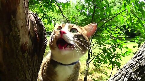 Apartment Cat Discovers Nature and Trees