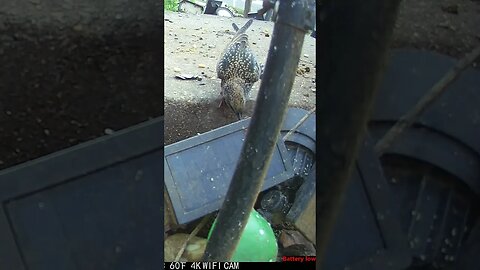 This Starling Has Beautiful Gold And White Colors #Shorts 😍