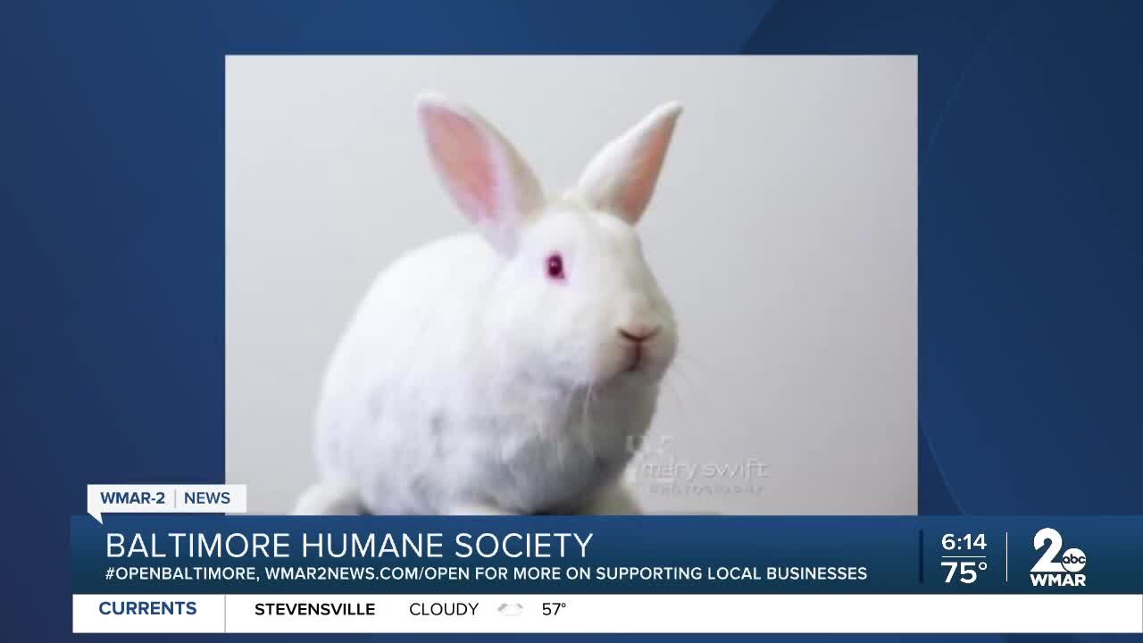 Bugsy the rabbit is up for adoption at the Baltimore Humane Society