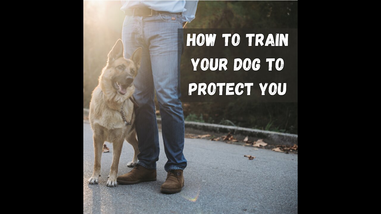 How To Train A Guard Dog Or Any Other Dog Step by Step