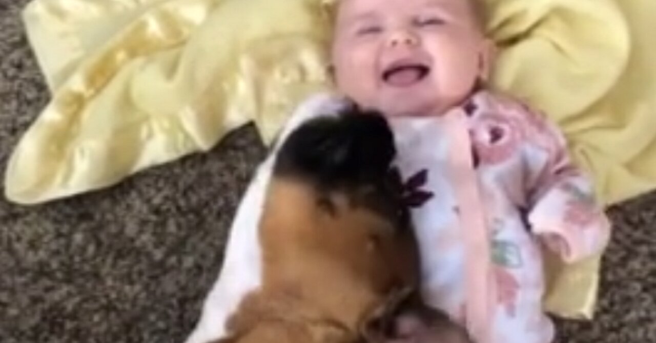 Boxer Preciously Snuggles With Baby