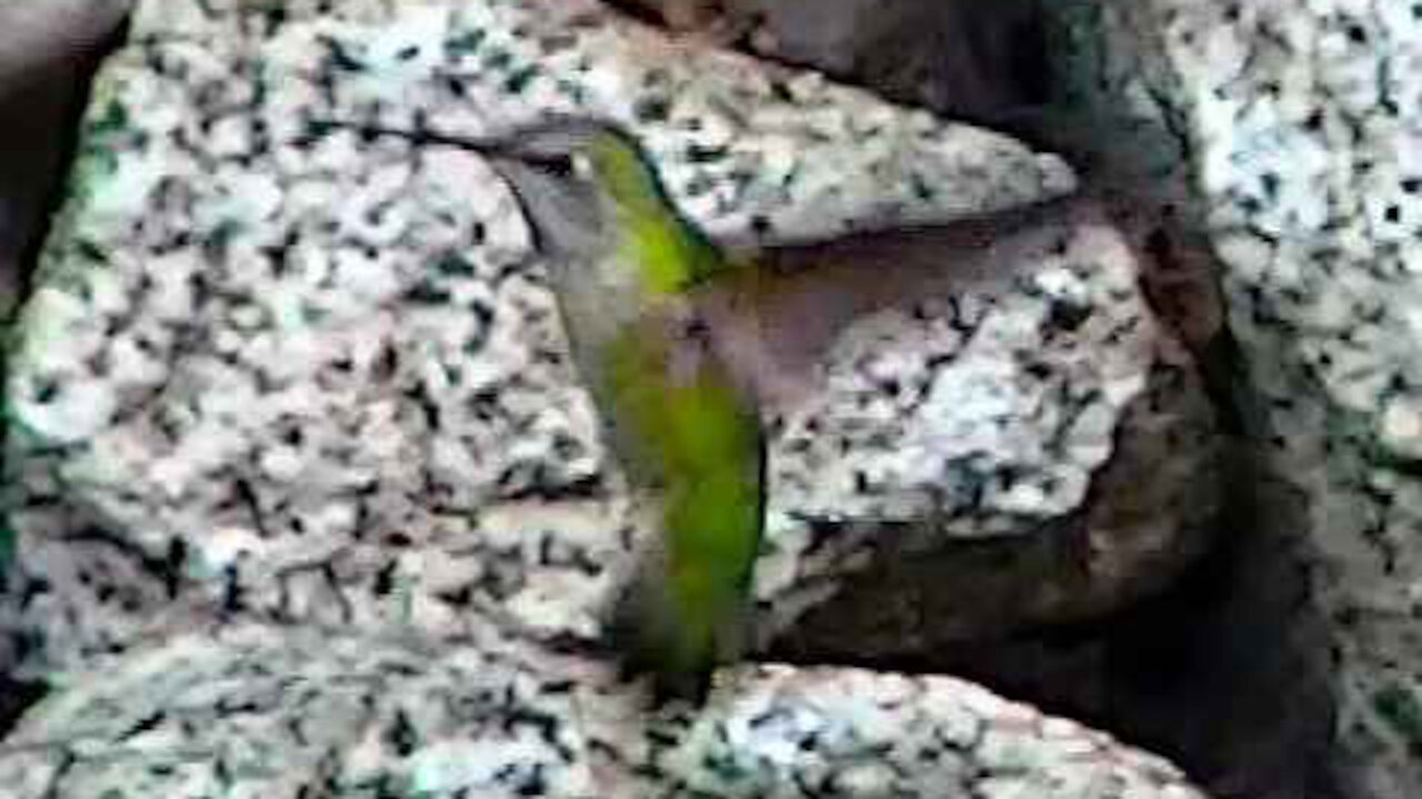 IECV NV #321 - 👀 Hummingbird Flying By The Rock Wall 🐤 5-19-2017