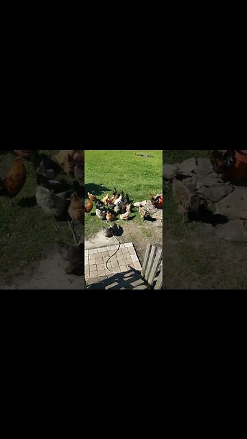 Snack Time #chickens #homesteading