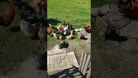 Snack Time #chickens #homesteading