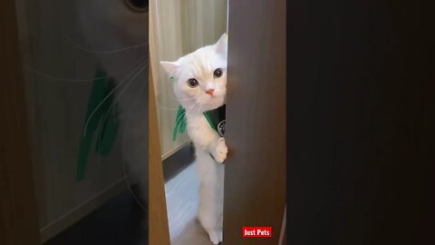 Super cool #cute #tiktok #funnyanimals #funnyvideos #cat