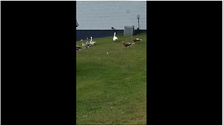 Rescued turkeys help owner herd geese