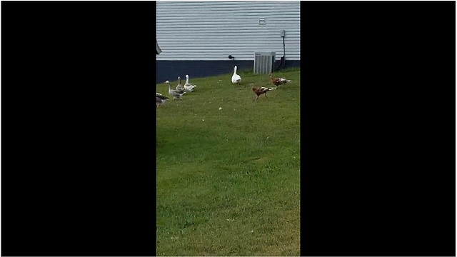 Rescued turkeys help owner herd geese