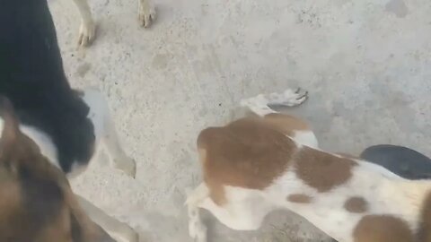 #dogs #dog #viral #fyp #shorts #short #reels #reel #funny #nature #funnymoments #funnydogs #puppy 22