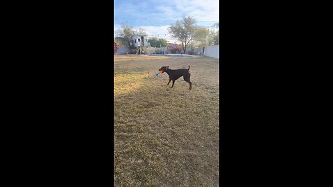 The Phnx Kruger Dogs video of the day