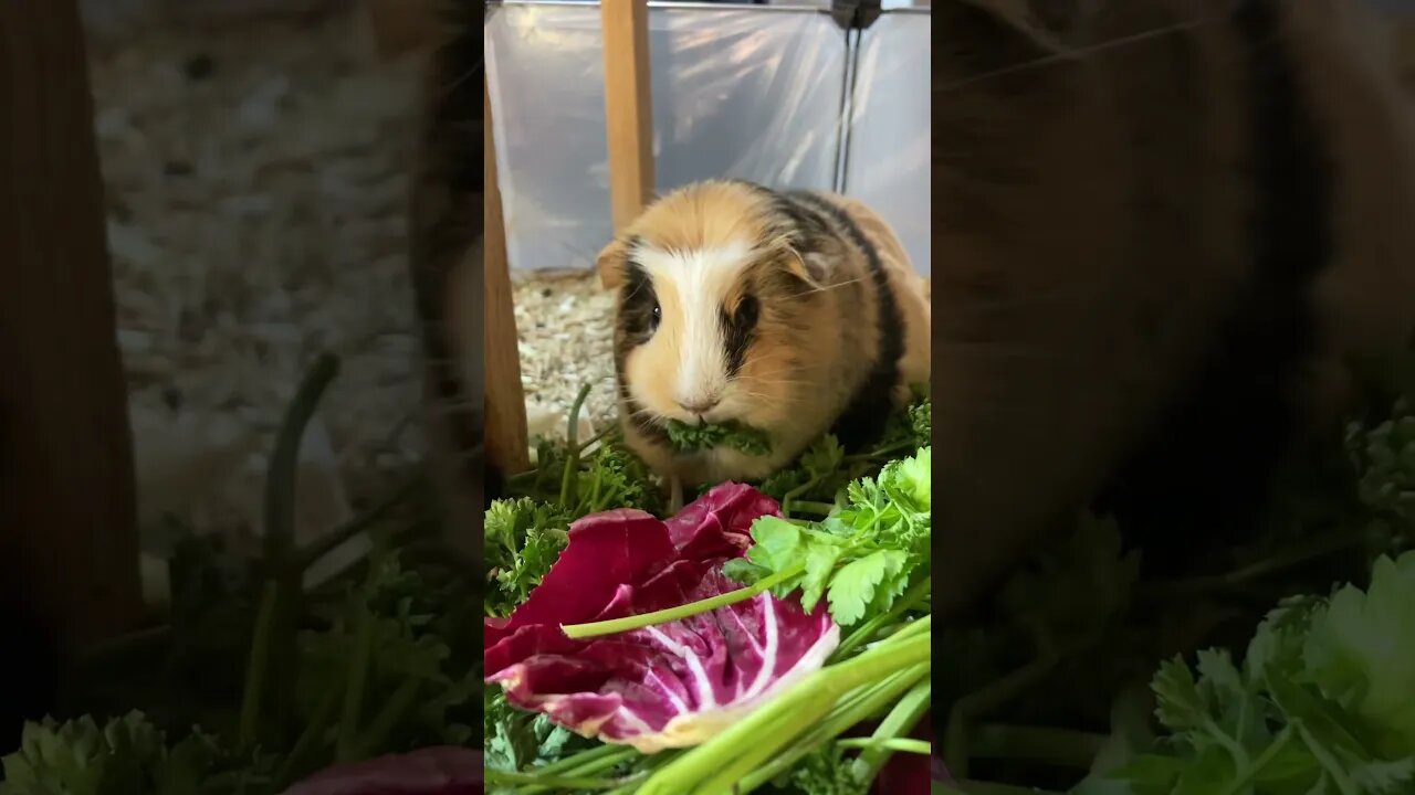 Guinea pigs love fresh parsley 🌿