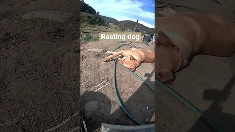 Farm cam. Chilled dog