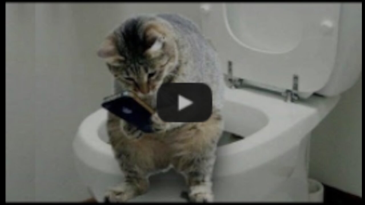 animals being funny!