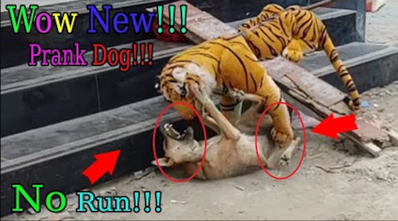 Wow Nice Pranks Dog!!! So Funny Try To Stop Laugh Pranks 2021