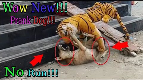 Wow Nice Pranks Dog!!! So Funny Try To Stop Laugh Pranks 2021