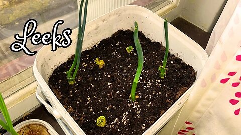 Introducing store-bought leek heads to my homemade planting mixture.