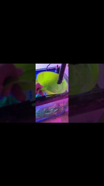 #wtif #aquaponics #farmer #selfsustainable #grow #fish #networkmarketing #try #love