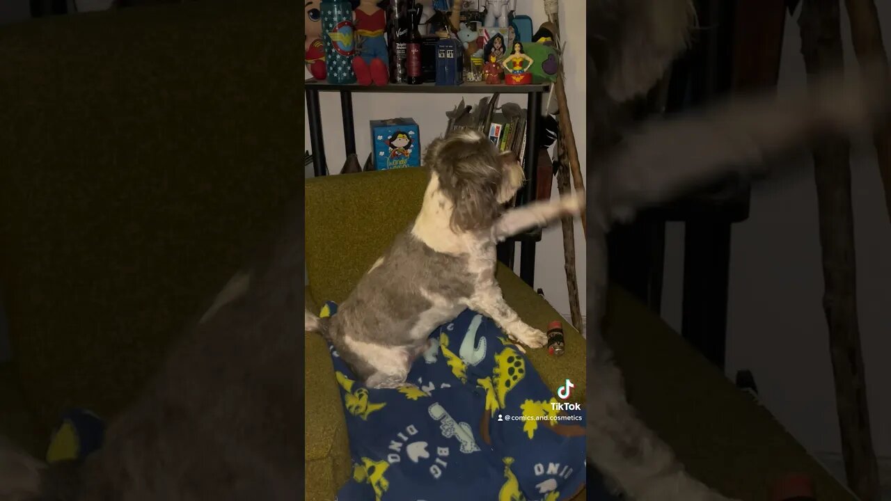 Tiny the #EwokBaby cant pull dad away from #johnwick4 #dog #puppy