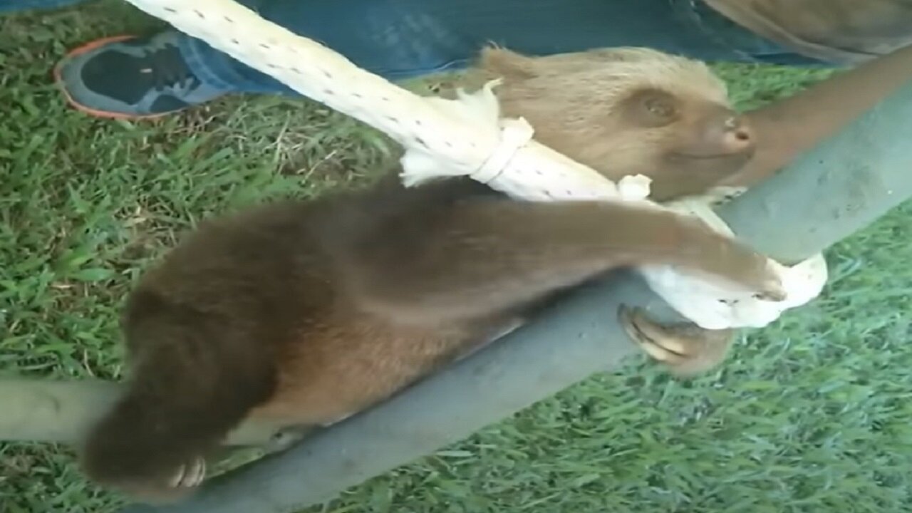 Baby Sloths funny