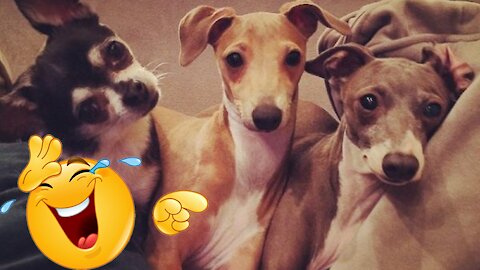 Funny Dogs Videos #01