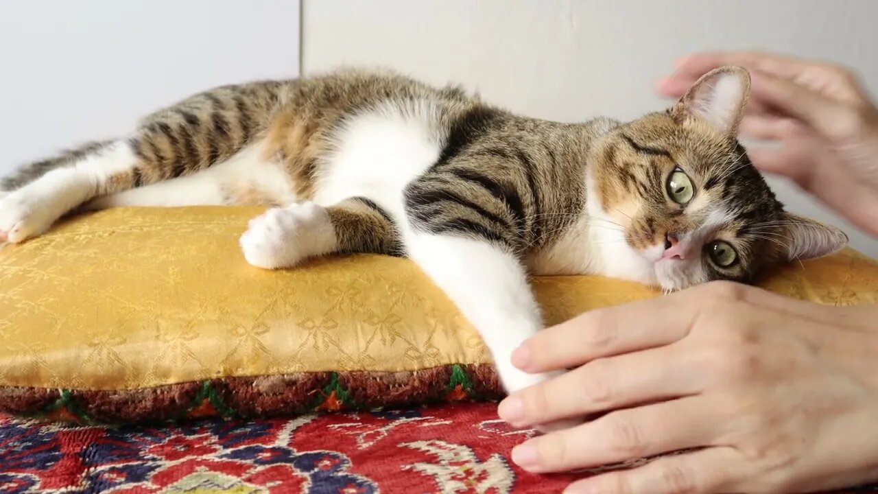 Sweet Cat Sleeps on the Yellow Pillow