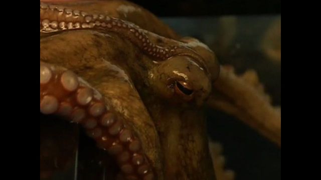 Octopus Learns Tricks