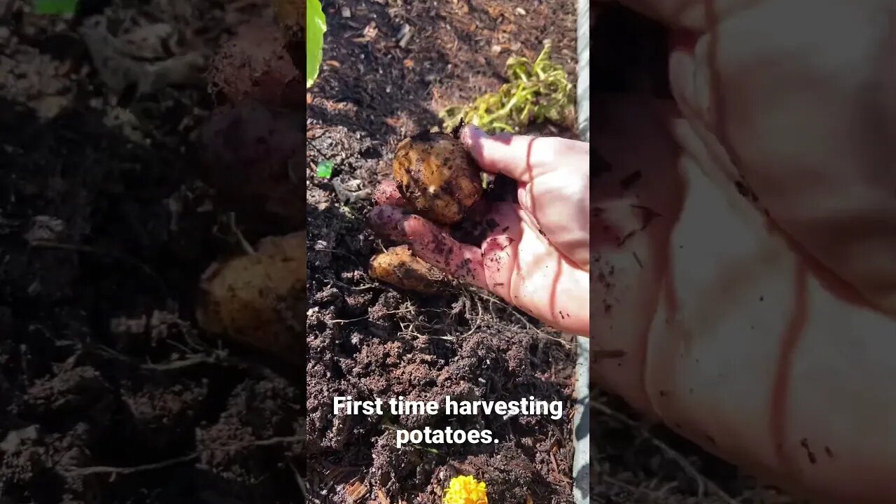 First time harvesting potatoes