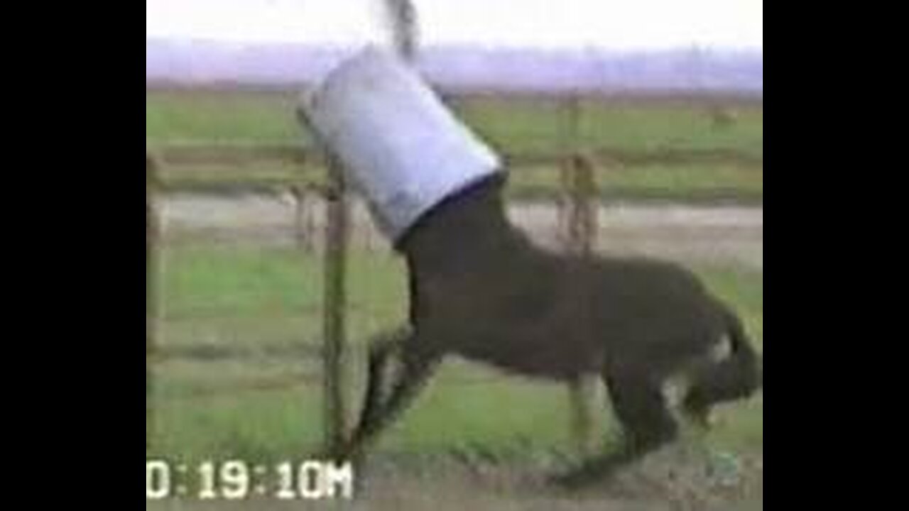 Funny Animal Compilation!!