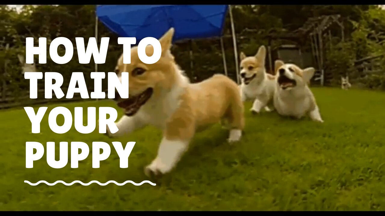 How to training your puppy