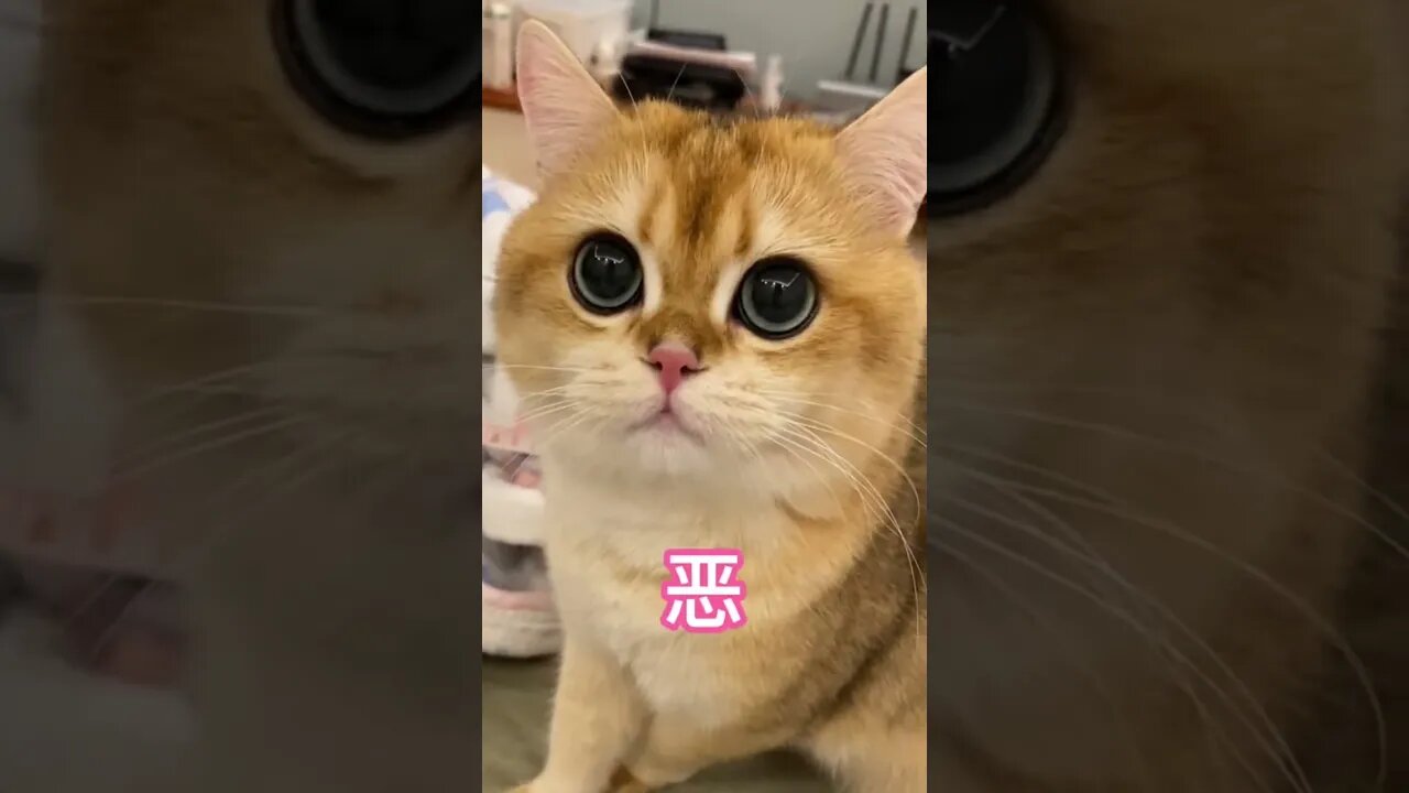 cute cat with pretty eyes looking at you and meowing #shorts