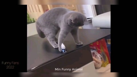 Best Funny Pets Collections.Part 1🐶