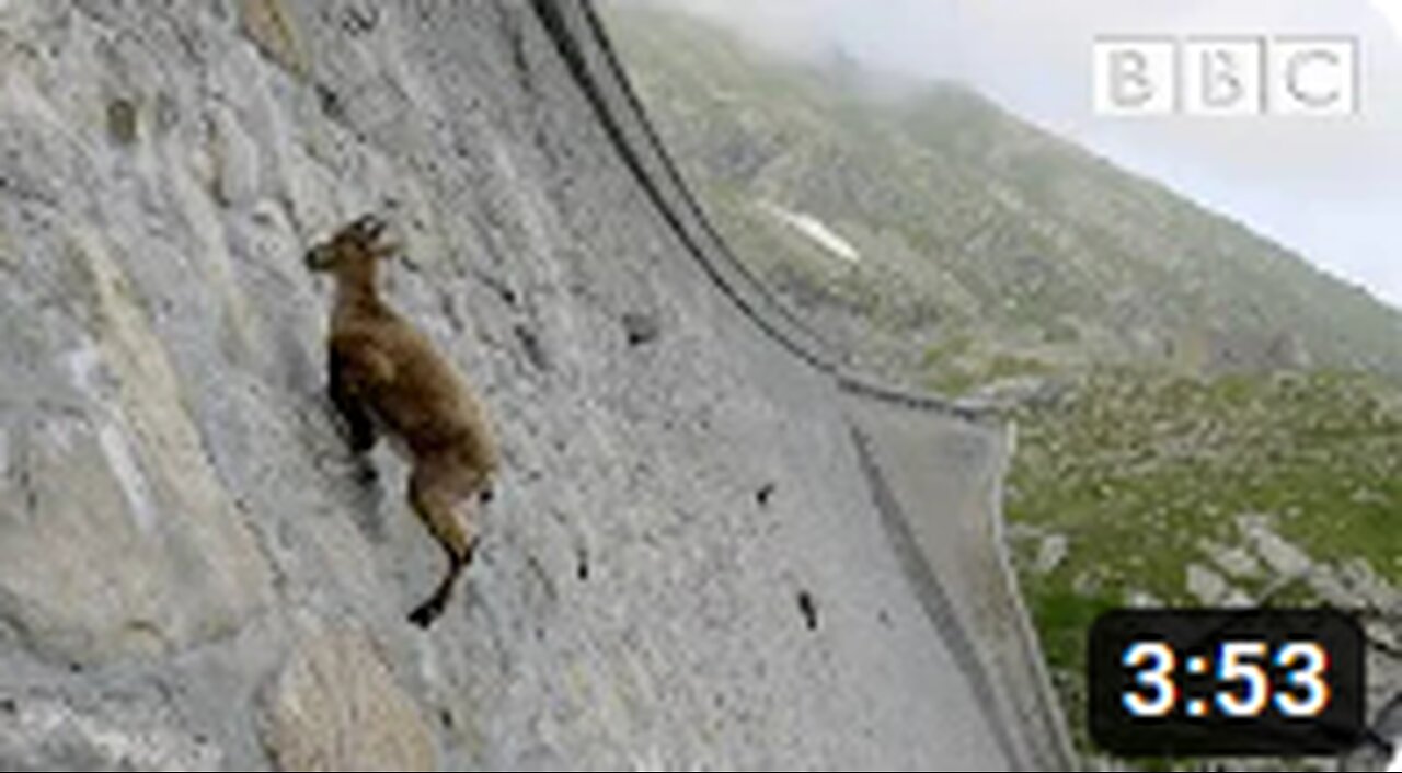 The incredible ibex defies gravity and climbs a dam _ Forces of Nature