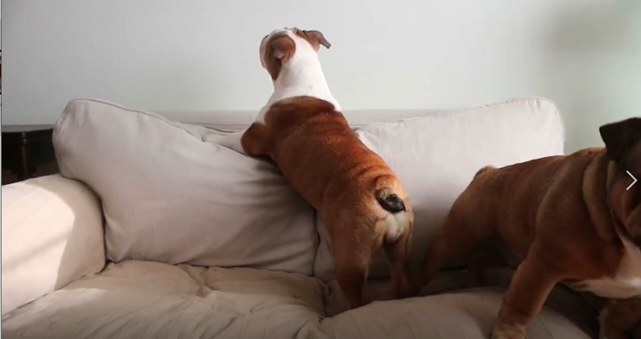 Dog Has A Loud Reaction When His Couch Privileges Are Denied Reuben the Bulldog throws