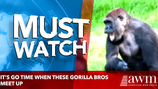 It’s Go Time When these Gorilla Bros Meet Up