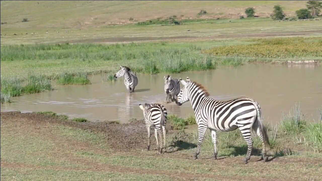 Cute zebra and baby zebra playing in the pond