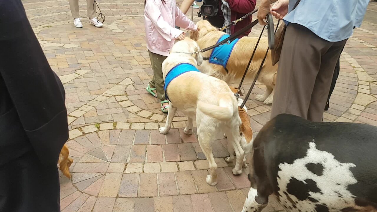 SOUTH AFRICA - Cape Town - Blessing of the Animals service at St George's Cathedral (Video) (HY4)