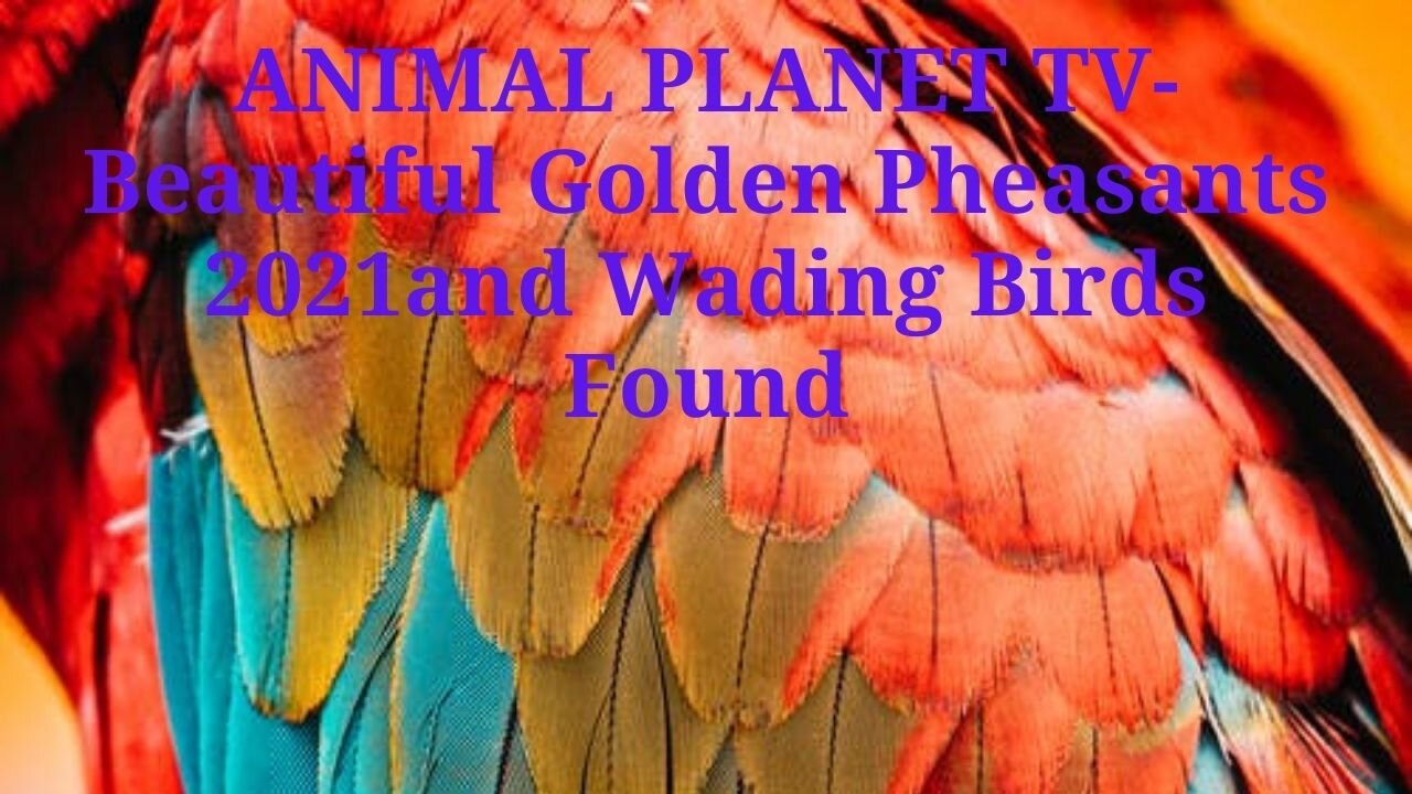 Beautiful Golden Pheasants 2021and Wading Birds Found