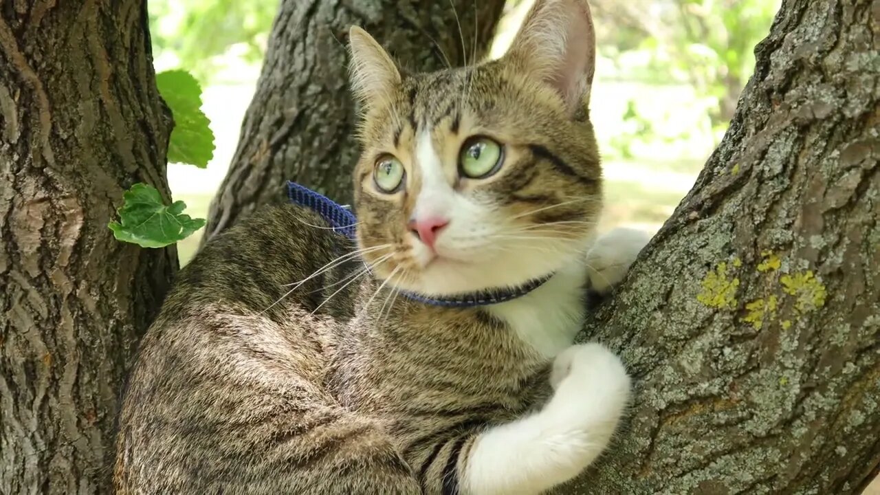 Evil Birds Tease the Poor Cat in the Tree