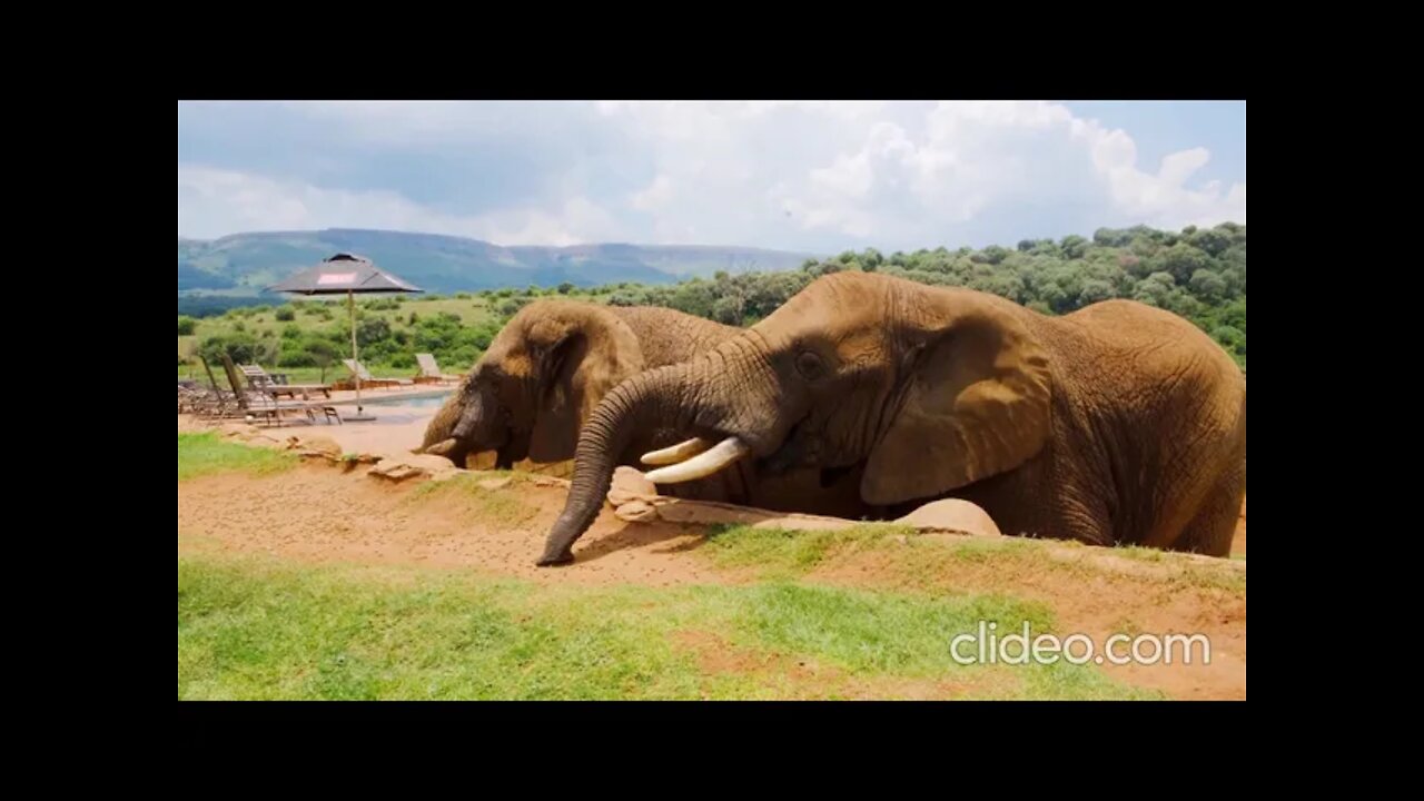 video 3 planeta selvagen completo