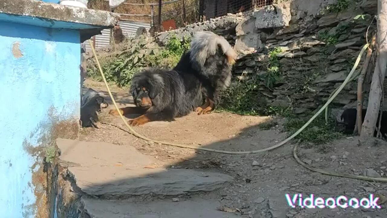 Himalaya dog nice