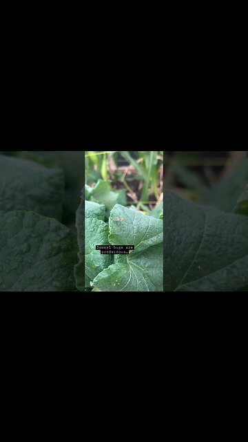 Beneficial Insects-Damsel Bug #aphids #mites #cucumber